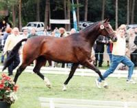 Laura v. Lauries Crusador xx aus Anka Siegerin Louis-Wiegels-Schau 1999 in Sandborstel